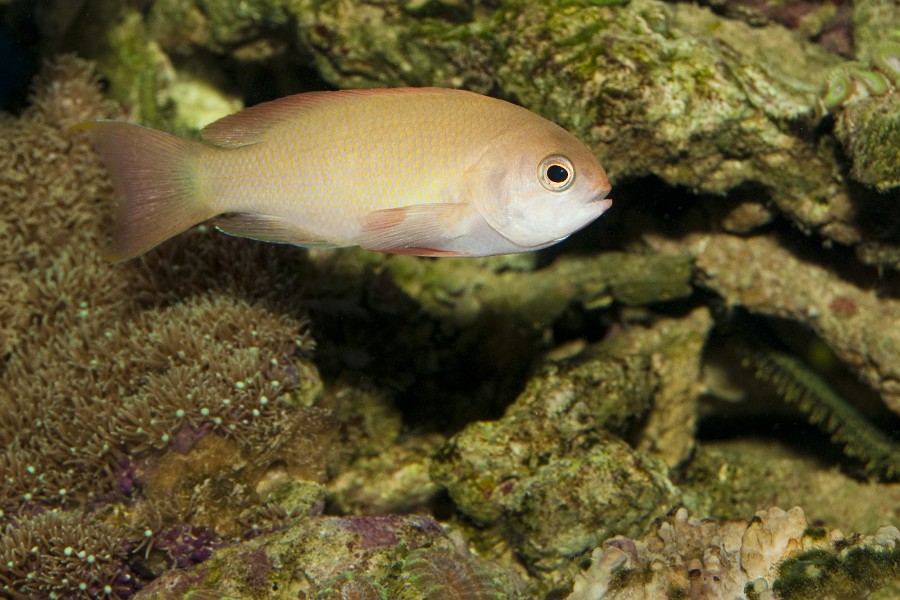 Anthias fish in Saltwater Aquarium